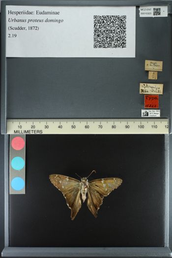 Media type: image;   Entomology 15323